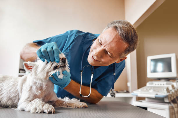 Best Pediatric Emergency Dentist in Pacific, WA